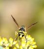 Eumenes sp.